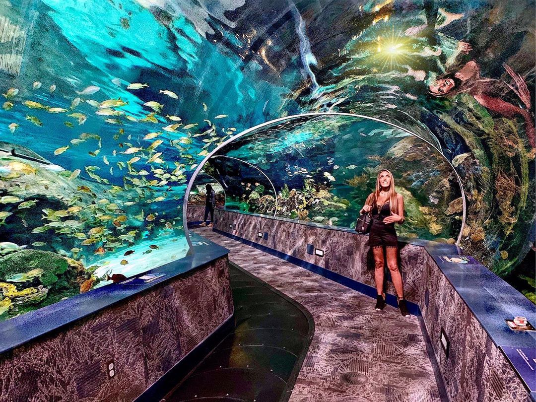 Gatlinburg Things To Do - Ripley’s Aquarium of the Smokies - Original Photo